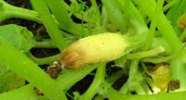 Proč cuketa žloutne a jak se s tím vypořádat?